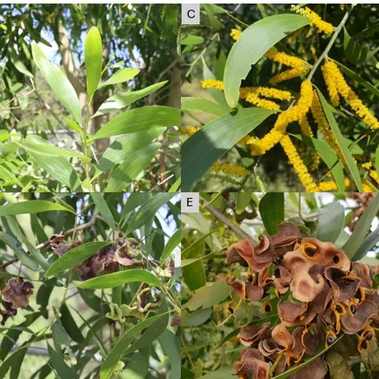 thumbnail for publication: Acacia de vaina orejuda: una amenaza invasora para Florida